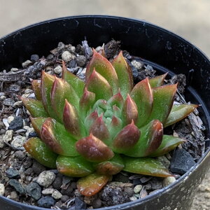 bhMo 7.5cm|bg A GPxA Echeveria 'Red Gilba' Y  ϗtA CeAO[ 񂹐A i܂Ƃߔj
