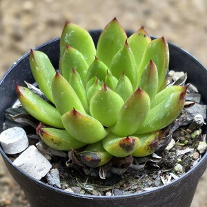 vhjXhyb 7.5cm|bg A GPxA Echeveria Y  ϗtA CeAO[ 񂹐A i܂Ƃߔj