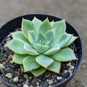 ACXsL[ 7.5cm|bg A GPxA Echeveria 'Ice Pinky' Y  ϗtA CeAO[ 񂹐A i܂Ƃߔj