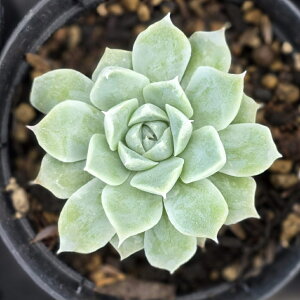 ACX[Y 7.5cm|bg A GPxA Echeveria Y  ϗtA CeAO[ 񂹐A i܂Ƃߔj