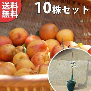 y10{Zbgz 񂸁EЂ܃RbgPVP o^i c 1Nc 񂸂̖ 1{łȂi2ȏ㐄j ڂ c f@|bgc 0.6mO 15cm|bg ʎc ʎ 