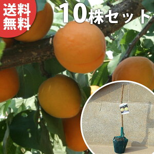 y10{Zbgz 񂸁Ea ւ wC c 1N 񂸂̖ 1{łȂi2ȏ㐄j ڂ c f@|bgc 0.6mO 15cm|bg ʎc ʎ ʎp A