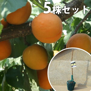 ■送料無料■【5本セット】 あんず・平和 へいわ ヘイワ 苗木 1年生 あんずの木 1本でも実がなる(2種以上推奨) 接ぎ木 苗 素掘りポット苗 樹高0.6m前後 15cmポット 果樹苗 果樹 果樹園用 植木