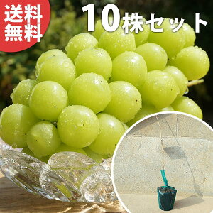 y10{Zbgz ԂǂEVC}XJbgPVPE} c  Ԃǂ̖ o^i 1N 1{ŎȂ c COo֎~ f@|bgc 0.4mO 15cm|bg ʎc 