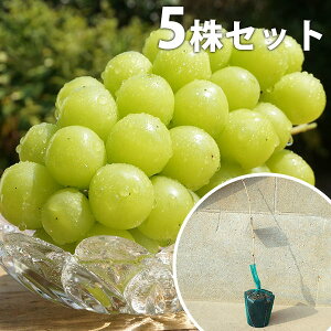 y5{Zbgz ԂǂEVC}XJbgPVPE} c  Ԃǂ̖ o^i 1N 1{ŎȂ c COo֎~ f@|bgc 0.4mO 15cm|bg ʎc ʎ