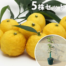 楽天市場 ゆずの木の通販