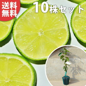 楽天市場 ライムの木の通販