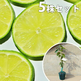 楽天市場 ライム の 苗木の通販 楽天市場 ライム の 苗木の通販