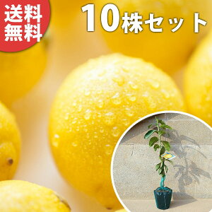 y10{Zbgz EX{ c 1N 1{ŎȂ ̖ ڂ c k f@|bgc 0.4mO 15cm|bg ʎc ʎ ʎp A 