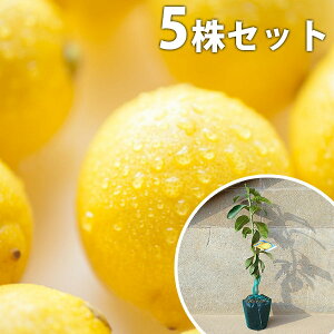 ■送料無料■【5本セット】 レモン・リスボンレモン 苗木 1年生 1本で実がなる レモンの木 接ぎ木 苗 柑橘 素掘りポット苗 樹高0.4m前後 15cmポット 果樹苗 果樹 果樹園用 植木 木