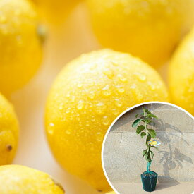 レモン・リスボンレモン 苗木 1年生 1本で実がなる レモンの木 接ぎ木 苗 柑橘 素掘りポット苗 樹高0.4m前後 15cmポット 果樹苗 果樹 果樹園用 植木 木 1本（お得なセット販売あります）