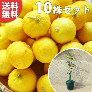 花 柚子 苗の人気商品 通販 価格比較 価格 Com 花 柚子 苗の人気商品 通販 価格比較 価格 Com