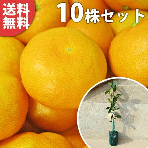 ■送料無料■【10本セット】 みかん・宮川早生 みやがわ ミヤガワ 苗木 1年生 1本で実がなる みかんの木 温州みかん 温州 早生 接ぎ木 苗 柑橘 素掘りポット苗 樹高0.4m前後 15cmポット 果樹苗