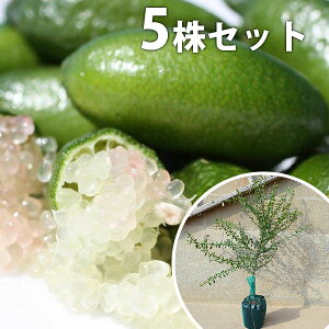 ■送料無料■【5本セット】 フィンガーライム 苗木 1年生 1本で実がなる苗 苗 柑橘 素掘りポット苗 樹高0.3m前後 13.5cmポット 果樹苗 果樹 果樹園用 植木 木