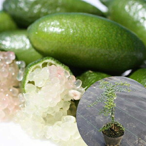 tBK[C c 1N 1{ŎȂc c k f@|bgc 0.3mO 13.5cm|bg ʎc ʎ ʎp A  1{iȃZbg̔܂j