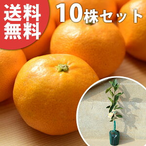 ■送料無料■【10本セット】 みかん・はるみ ハルミ 柑橘 接ぎ木 みかんの木 苗木 1年生 苗 素掘りポット苗 樹高0.4m前後 15cmポット 果樹苗 果樹 果樹園用 植木 木