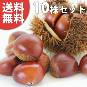y10{Zbgz IEۂ낽PVP |^ ڂ o^i c 1N c COo֎~ f@|bgc 0.6mO 15cm|bg ʎc ʎ ʎp A 