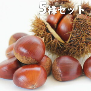 y5{Zbgz IEۂ낽PVP |^ ڂ o^i c 1N c COo֎~ f@|bgc 0.6mO 15cm|bg ʎc ʎ ʎp A 