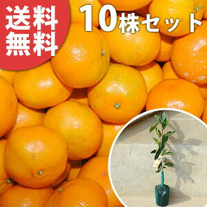 y10{Zbgz BE1 ɂȂ j`i ݂ k ڂ ݂̖ c 1N c f@|bgc 0.4mO 15cm|bg ʎc ʎ ʎp A 