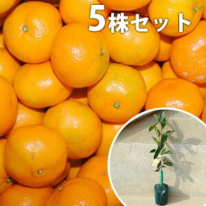 ■送料無料■【5本セット】 温州・日南1号 にちなん ニチナン みかん 柑橘 接ぎ木 みかんの木 苗木 1年生 苗 素掘りポット苗 樹高0.4m前後 15cmポット 果樹苗 果樹 果樹園用 植木 木