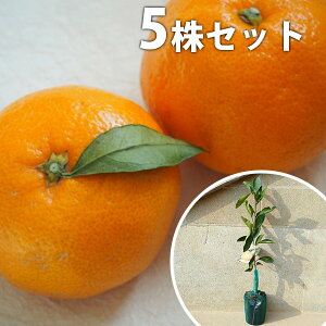 y5{Zbgz BE승20 Ȃ񂩂 iJ ݂ k ڂ ݂̖ c 1N c f@|bgc 0.4mO 15cm|bg ʎc ʎ ʎp A 