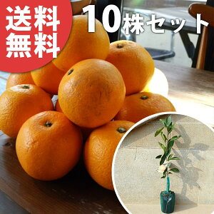 ■送料無料■【10本セット】 八朔・紅八朔 はっさく べにはっさく ハッサク ベニハッサク みかん 柑橘 接ぎ木 みかんの木 苗木 1年生 苗 素掘りポット苗 樹高0.4m前後 15cmポット 果樹苗 果樹
