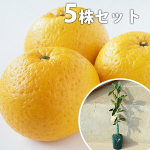 ■送料無料■【5本セット】 甘夏 あまなつ アマナツ みかん 柑橘 接ぎ木 みかんの木 苗木 1年生 苗 素掘りポット苗 樹高0.4m前後 15cmポット 果樹苗 果樹 果樹園用 植木 木