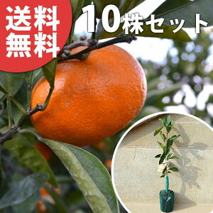 ■送料無料■【10本セット】 柑橘・べにばえPVP ベニバエ みかん 接ぎ木 登録品種 みかんの木 苗木 1年生 苗 海外持出禁止 素掘りポット苗 樹高0.4m前後 15cmポット 果樹苗 果樹 果樹園用 植木