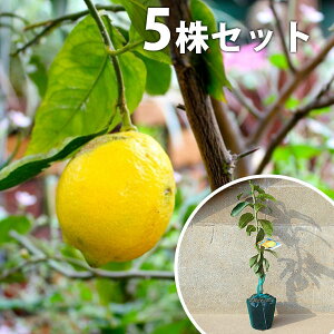 ■送料無料■【5本セット】 レモン・璃の香PVP りのか リノカ 柑橘 接ぎ木 登録品種 苗木 1年生 苗 海外持出禁止 素掘りポット苗 樹高0.4m前後 15cmポット 果樹苗 果樹 果樹園用 植木 木