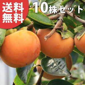 y10{Zbgz EH イ ^CVE ` Ê` ڂ c 1N c f@|bgc 0.6mO 15cm|bg ʎc ʎ ʎp A 