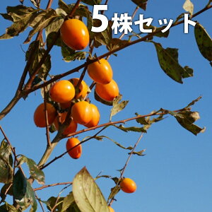 y5{Zbgz E  A^S ` a` ڂ c 1N c f@|bgc 0.6mO 15cm|bg ʎc ʎ ʎp A 