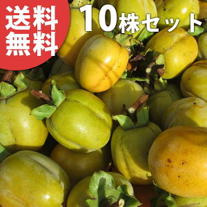 y10{Zbgz E 傤 TCWE ` a` ڂ c 1N c f@|bgc 0.6mO 15cm|bg ʎc ʎ ʎp A 