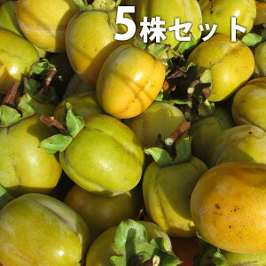 ■送料無料■【5本セット】 かき・西条 さいじょう サイジョウ 柿 渋柿 接ぎ木 苗木 1年生 苗 素掘りポット苗 樹高0.6m前後 15cmポット 果樹苗 果樹 果樹園用 植木 木