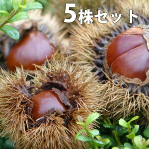 y5{Zbgz IEO 񂴂 ^U  ڂ c 1N c f@|bgc 0.6mO 15cm|bg ʎc ʎ ʎp A 