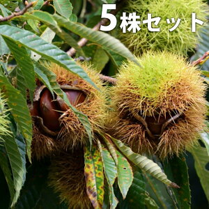 ■送料無料■【5本セット】 栗・銀寄 ぎんよせ ギンヨセ くり 接ぎ木 苗木 1年生 苗 素掘りポット苗 樹高0.6m前後 15cmポット 果樹苗 果樹 果樹園用 植木 木