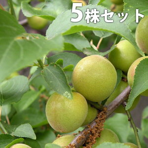 y5{Zbgz ~E~ イ傤 ELERE  ڂ c 1N c f@|bgc 0.6mO 15cm|bg ʎc ʎ ʎp A 