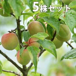 ■送料無料■【5本セット】 梅・南高 なんこう ナンコウ うめ 接ぎ木 苗木 1年生 苗 素掘りポット苗 樹高0.6m前後 15cmポット 果樹苗 果樹 果樹園用 植木 木