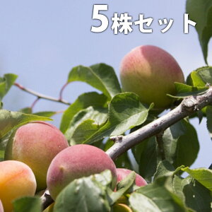 y5{Zbgz ~EIPVP 䂠 cAJl  ڂ o^i c 1N c COo֎~ f@|bgc 0.6mO 15cm|bg ʎc ʎ ʎp A 