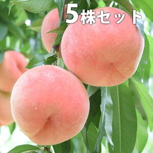 ■送料無料■【5本セット】 桃・川中島白桃 かわなかじまはくとう カワナカジマハクトウ モモ 接ぎ木 苗木 1年生 苗 素掘りポット苗 樹高0.6m前後 15cmポット 果樹苗 果樹 果樹園用 植木 木