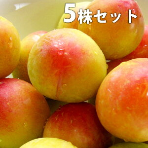 y5{Zbgz XEΑ 킹 IICVZ  ڂ c 1N c f@|bgc 0.6mO 15cm|bg ʎc ʎ ʎp A 