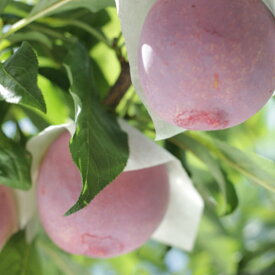 楽天市場 きよう すももの通販