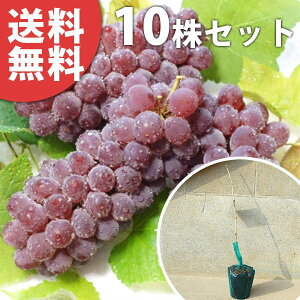 ■送料無料■【10本セット】 ぶどう・デラウェア・挿し木 苗木 葡萄 ぶどうの木 1年生 苗 素掘りポット苗 樹高0.4m前後 15cmポット 果樹苗 果樹 果樹園用 植木 木