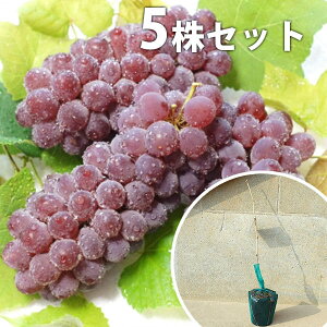 ■送料無料■【5本セット】 ぶどう・デラウェア・挿し木 苗木 葡萄 ぶどうの木 1年生 苗 素掘りポット苗 樹高0.4m前後 15cmポット 果樹苗 果樹 果樹園用 植木 木