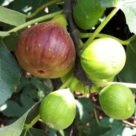 ■送料無料■【20本セット】 イチジク・桝井ドーフィン ますい マスイ 苗木 1年生 苗 素掘りポット苗 樹高0.6m前後 15cmポット 果樹苗 果樹 果樹園用 植木 木