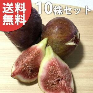 y10{Zbgz C`WNEPH Ђ߂ق炢 qzEC c 1N c f@|bgc 0.6mO 15cm|bg ʎc ʎ ʎp A 