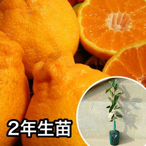 ■送料無料■2年生苗・オレンジ・不知火 大苗 2年生 苗木 1本で実がなる苗 苗 柑橘 素掘りポット苗 樹高0.6m前後 15cmポット 果樹苗 果樹 果樹園用 植木 木 1本(お得なセット販売あります)