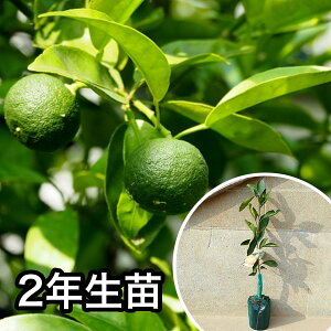■送料無料■2年生苗・柑橘・スダチ 大苗 2年生 苗木 1本で実がなる苗 苗 柑橘 素掘りポット苗 樹高0.6m前後 15cmポット 果樹苗 果樹 果樹園用 植木 木 1本(お得なセット販売あります)