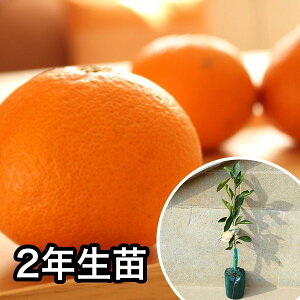 ■送料無料■【5本セット】 2年生苗・清見・中晩柑 大苗 2年生 苗木 1本で実がなる苗 苗 柑橘 素掘りポット苗 樹高0.6m前後 15cmポット 果樹苗 果樹 果樹園用 植木 木