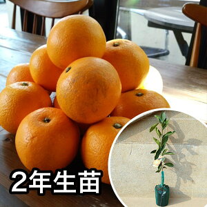 ■送料無料■【5本セット】 2年生苗・八朔・紅八朔 大苗 2年生 苗木 1本で実がなる苗 苗 柑橘 素掘りポット苗 樹高0.6m前後 15cmポット 果樹苗 果樹 果樹園用 植木 木