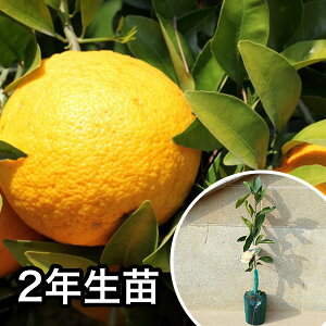 ■送料無料■2年生苗・八朔・八朔55号 大苗 2年生 苗木 1本で実がなる苗 苗 柑橘 素掘りポット苗 樹高0.6m前後 15cmポット 果樹苗 果樹 果樹園用 植木 木 1本(お得なセット販売あります)